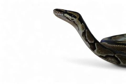 The Ball Python (Python regius) also called the Royal Python Stock-Fotos