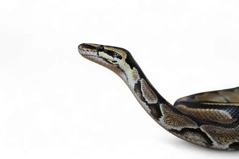 The Ball Python (Python regius) also called the Royal Python Stock-Fotos