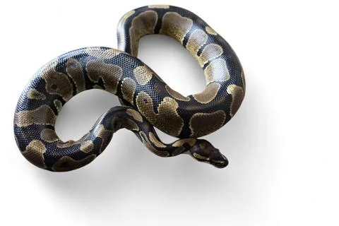 The Ball Python (Python regius) also called the Royal Python Stock-Fotos