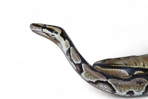 The Ball Python (Python regius) also called the Royal Python 写真素材