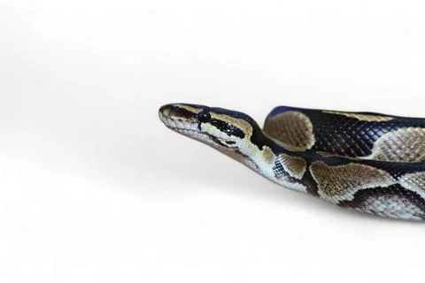 The Ball Python (Python regius) also called the Royal Python Stock-Fotos