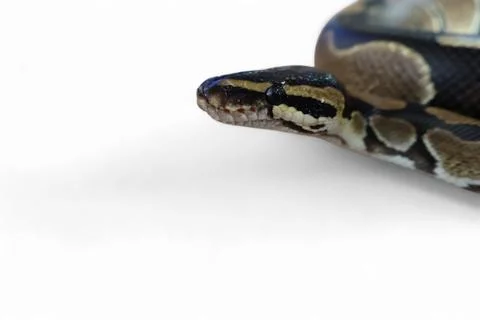 The Ball Python (Python regius) also called the Royal Python Stock-Fotos