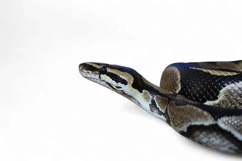 The Ball Python (Python regius) also called the Royal Python Stock Photos