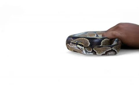 The Ball Python (Python regius) also called the Royal Python Stock-Fotos