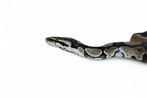 The Ball Python (Python regius) also called the Royal Python Stock Photos