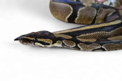 The Ball Python (Python regius) also called the Royal Python Stock-Fotos