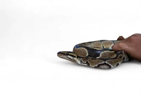 The Ball Python (Python regius) also called the Royal Python Foto stock