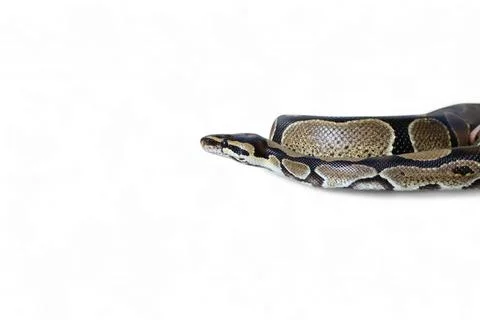 The Ball Python (Python regius) also called the Royal Python Stock-Fotos