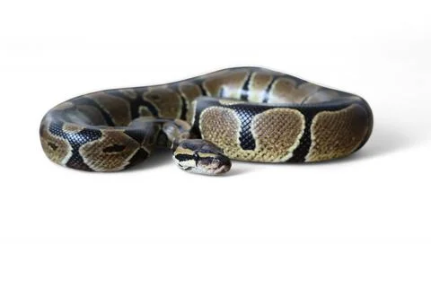 The Ball Python (Python regius) also called the Royal Python Stock-Fotos