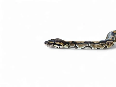 The Ball Python (Python regius) also called the Royal Python Stock-Fotos