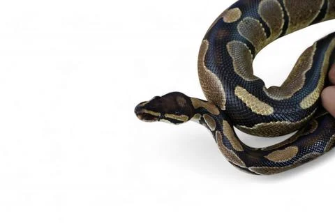 The Ball Python (Python regius) also called the Royal Python Stock-Fotos