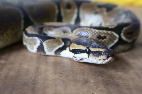The Ball Python (Python regius) also called the Royal Python 写真素材