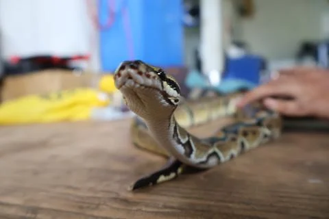 The Ball Python (Python regius) also called the Royal Python Stock-Fotos