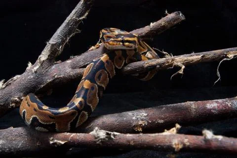 Ball python (Python regius) on the branch Stock Photos