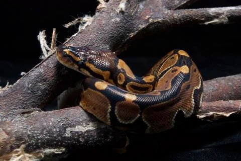 Ball python (Python regius) on the branch Photos