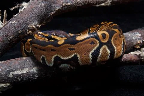 Ball python (Python regius) on the branch 写真素材