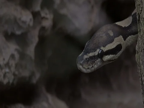 Ball python (Python regius) close up. Stock-Footage 75352441