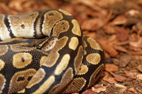 Ball python (python regius) - close up photo Stock Photos