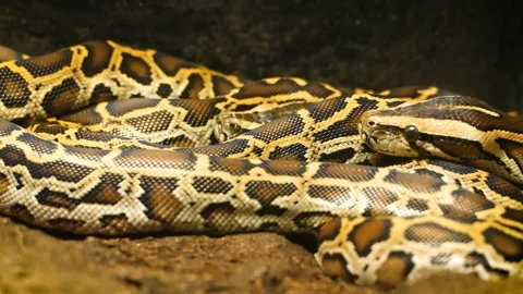 Ball python (Python regius) Video stock 175484846