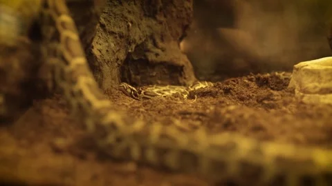 Ball python (Python regius) Video stock 245583722