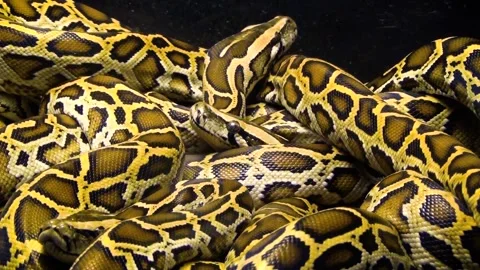 Ball python (Python regius) Video stock 259163944