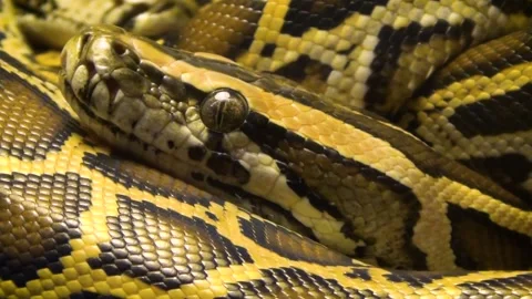 Ball python (Python regius) Stock Footage 283011593