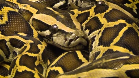 Ball python (Python regius) 库存影片 283011695