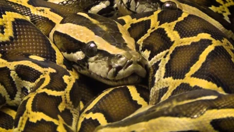 Ball python (Python regius) Stock Footage 283011706
