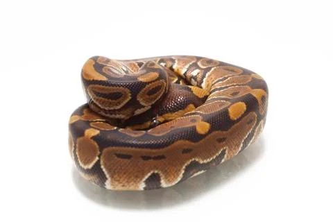 Ball python (Python regius) isolated on white background 写真素材