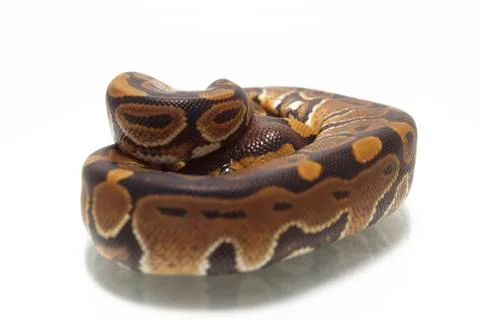 Ball python (Python regius) isolated on white background Photos