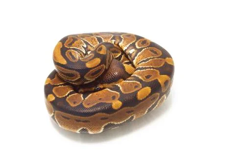 Ball python (Python regius) isolated on white background Stock Photos