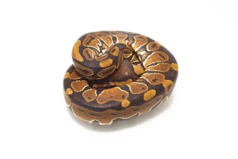 Ball python (Python regius) isolated on white background Photos