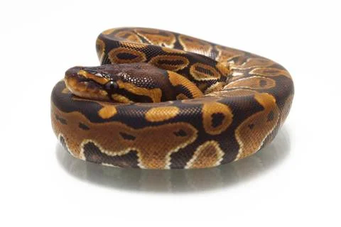 Ball python (Python regius) isolated on white background Stock Photos