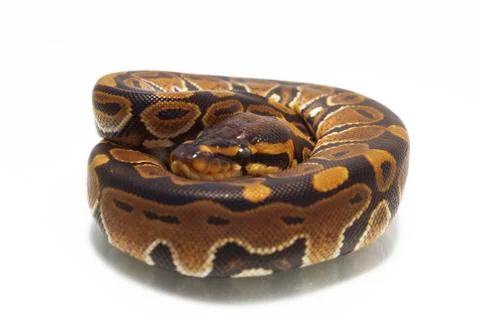 Ball python (Python regius) isolated on white background Photos