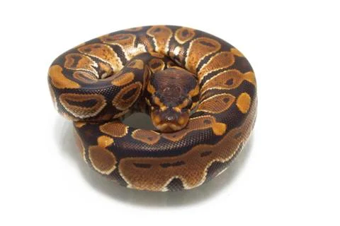 Ball python (Python regius) isolated on white background Stock Photos