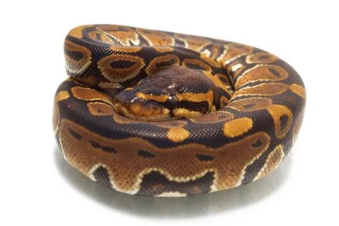 Ball python (Python regius) isolated on white background Stock-Fotos