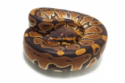 Ball python (Python regius) isolated on white background Stock-Fotos