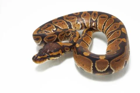 Ball python (Python regius) isolated on white background Foto stock