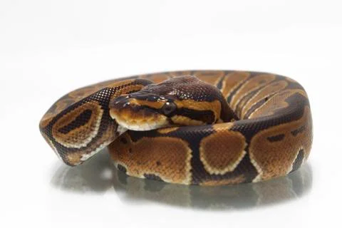 Ball python (Python regius) isolated on white background Photos