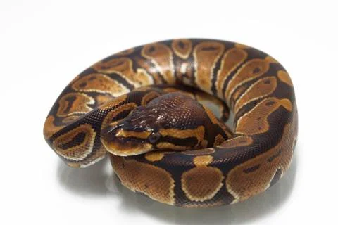 Ball python (Python regius) isolated on white background 写真素材
