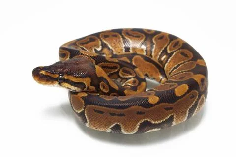 Ball python (Python regius) isolated on white background Foto stock