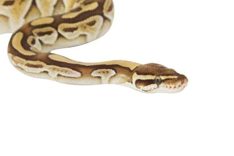 Ball python (python regius) with path 写真素材