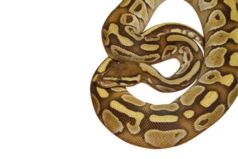 Ball python (python regius) with path Stock Photos