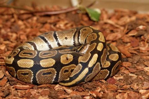 Ball Python (Python regius) 写真素材