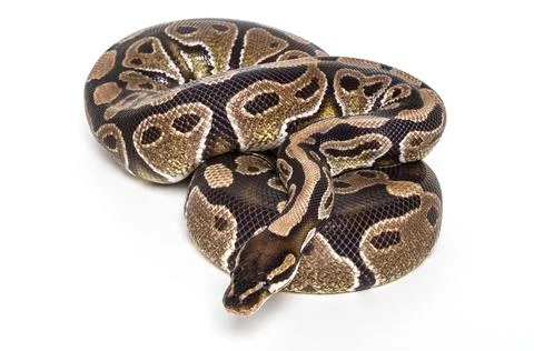 Ball Python (Python regius) posing for the camera on a white background, Studio Stock-Fotos