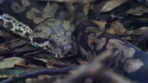 The ball python (Python regius) is a python native to Africa Stock Footage 168776420