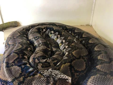 The ball python (Python regius), the royal python or der Koenigspython Stock-Fotos