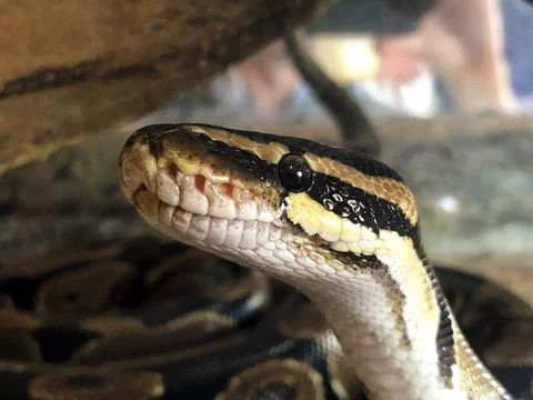 The ball python (Python regius), the royal python or der Koenigspython Stock Photos