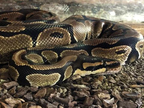 The ball python (Python regius), the royal python or der Koenigspython 写真素材