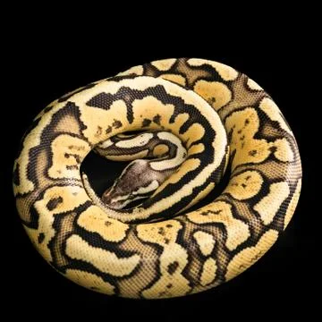 Ball Python -Python regius snake 스톡 사진